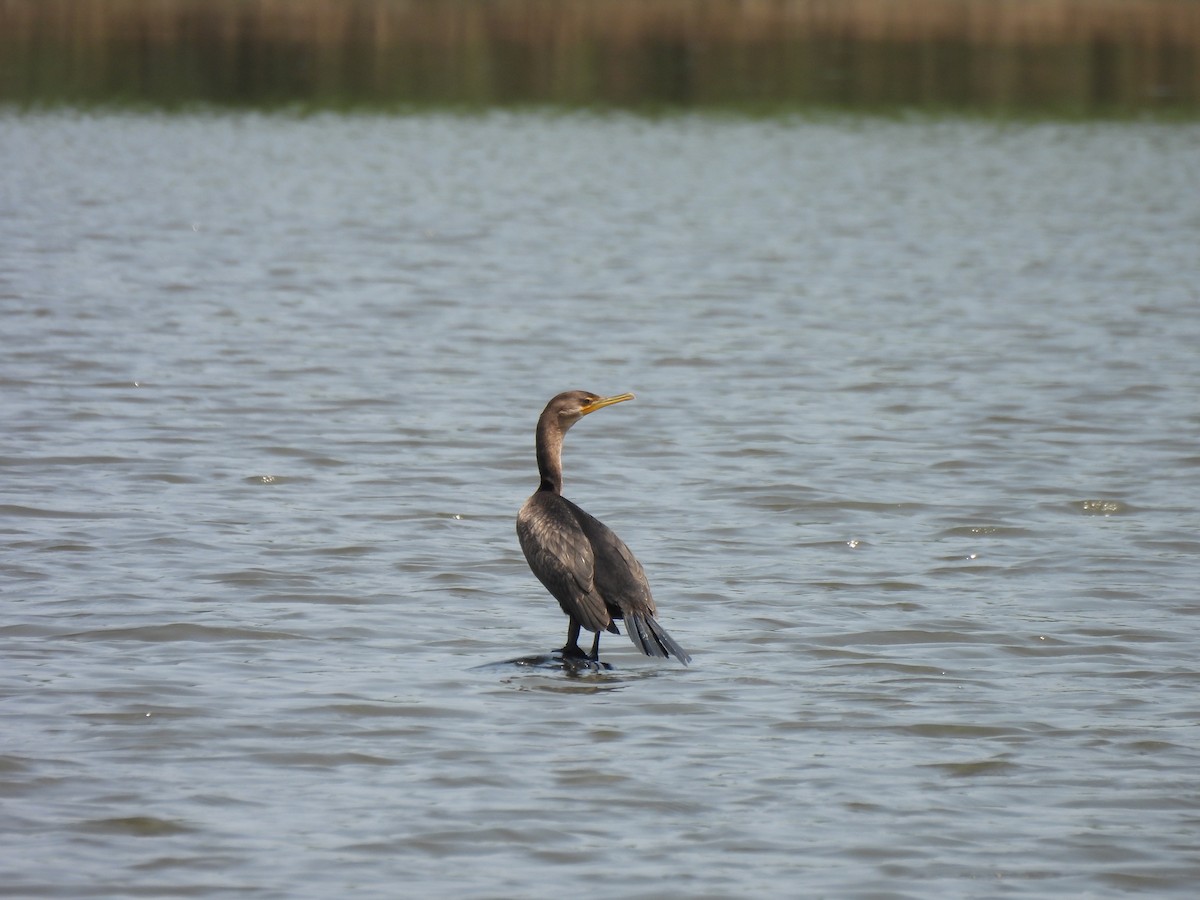 Double-crested Cormorant - ML639634872
