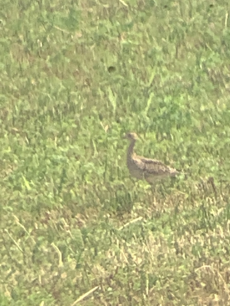 Upland Sandpiper - ML639634919