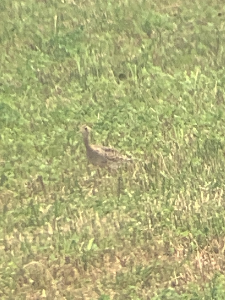 Upland Sandpiper - ML639634920