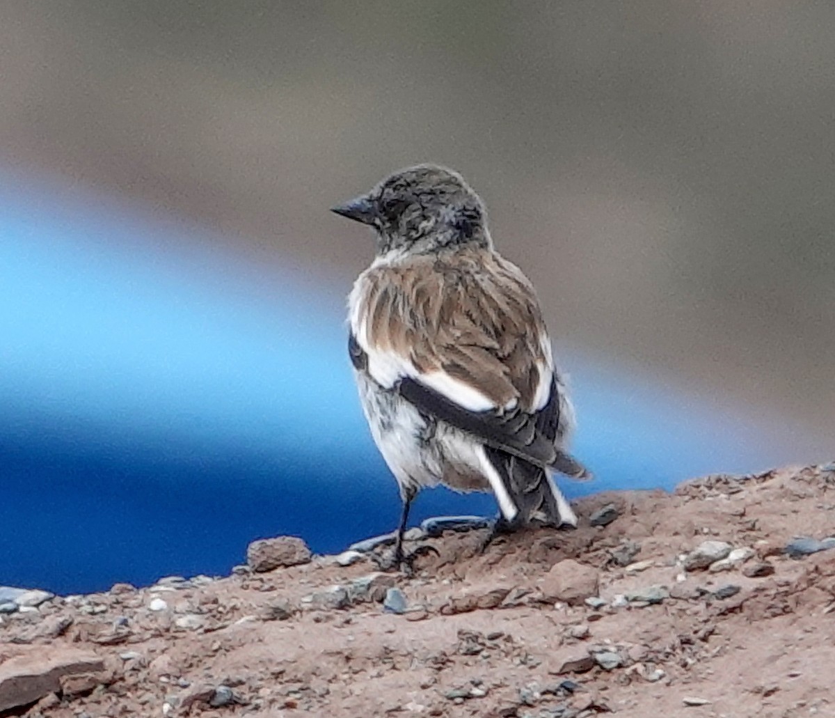 White-winged Snowfinch - ML639634966