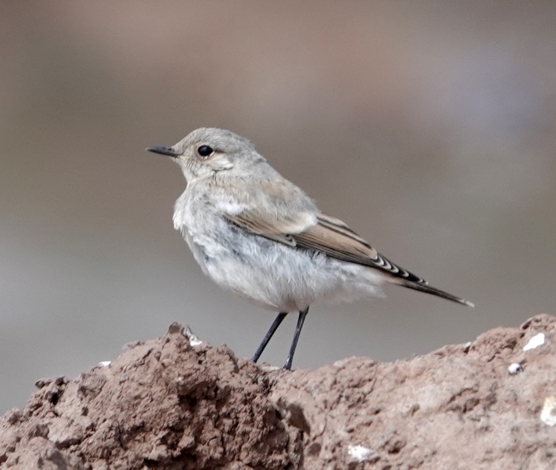 Desert Wheatear - ML639634970