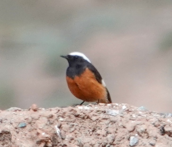 White-winged Redstart - ML639634975