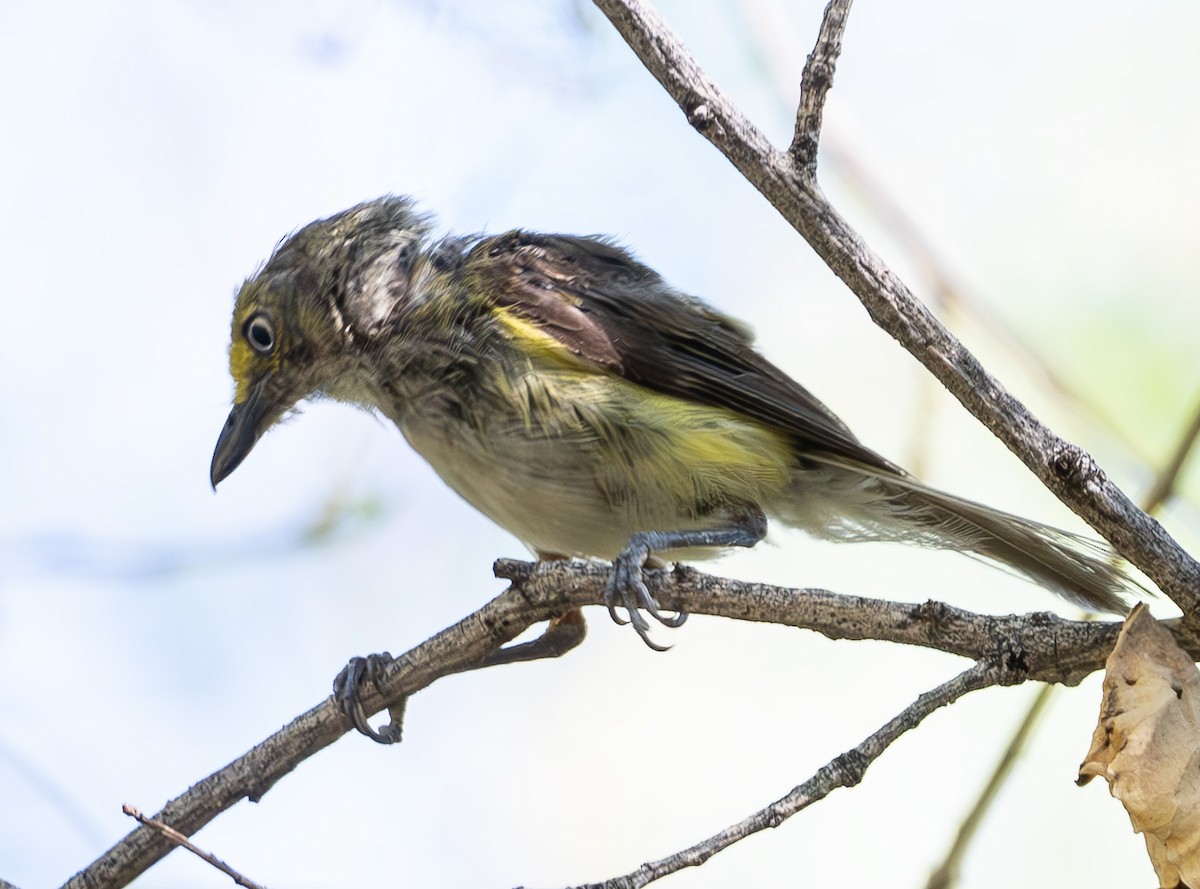 White-eyed Vireo - ML639634977