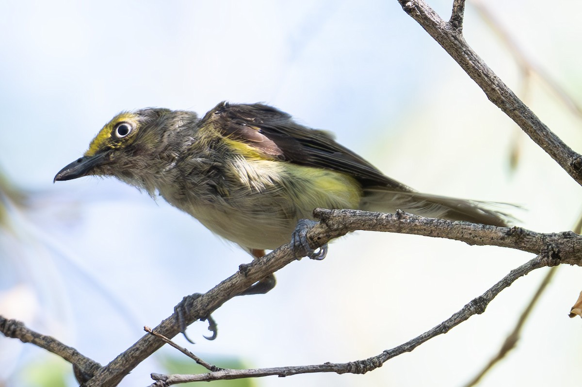 White-eyed Vireo - ML639634978