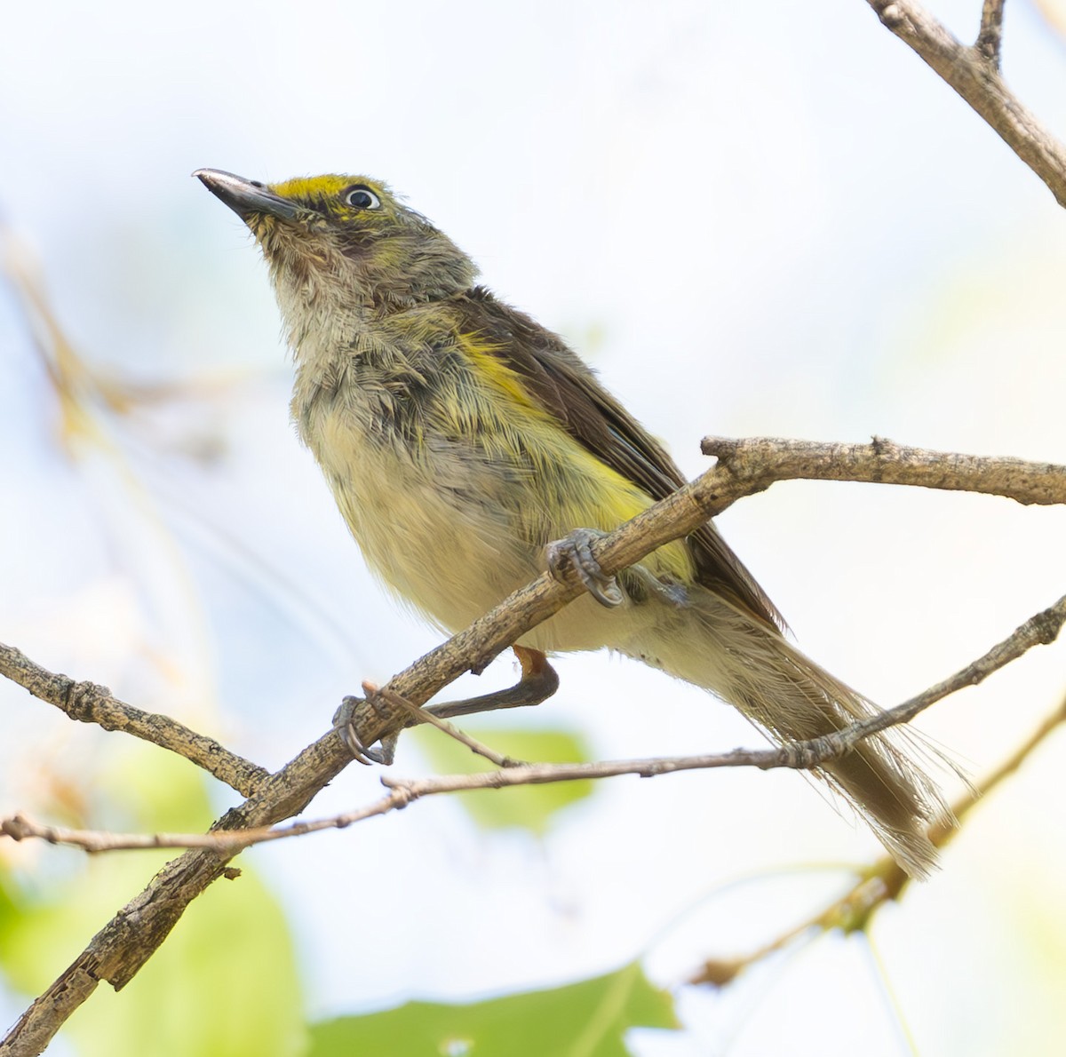 White-eyed Vireo - ML639634979