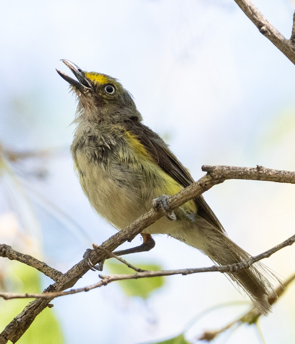 White-eyed Vireo - ML639634980