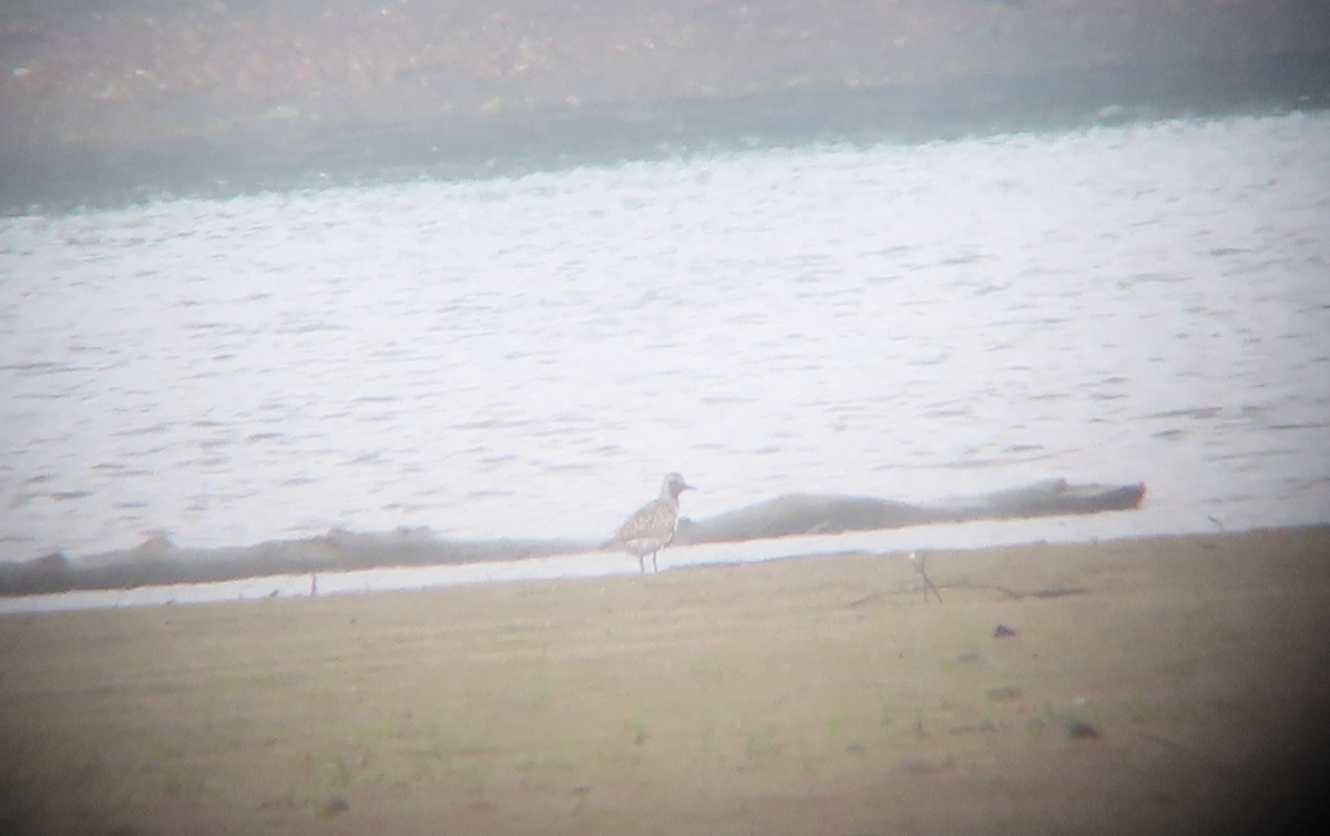 Black-bellied Plover - ML639635131