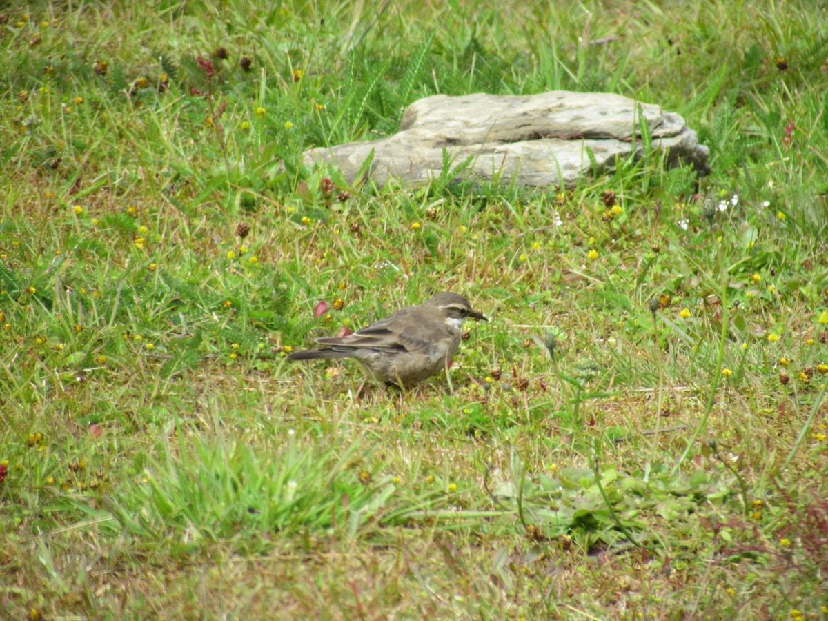 Buff-winged Cinclodes - ML639635176