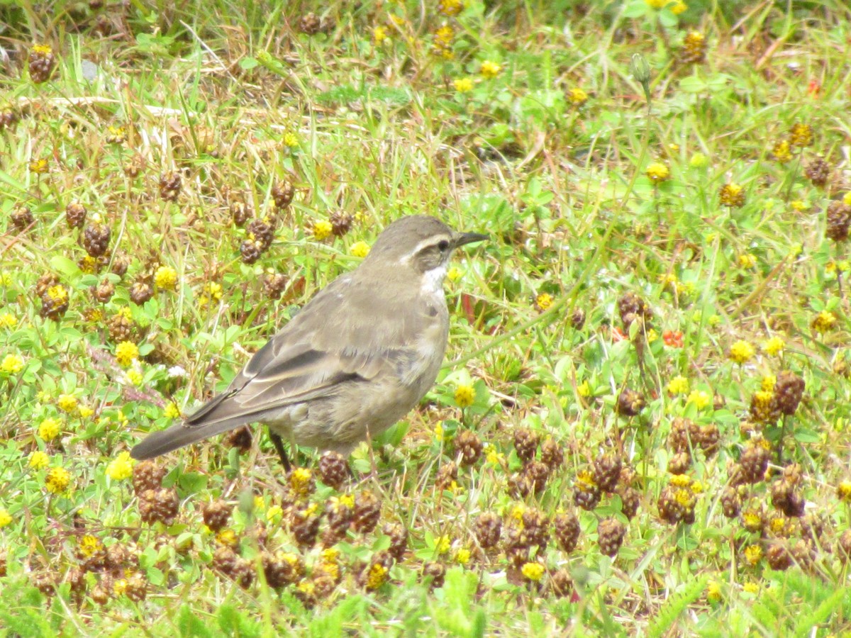 Buff-winged Cinclodes - ML639635203