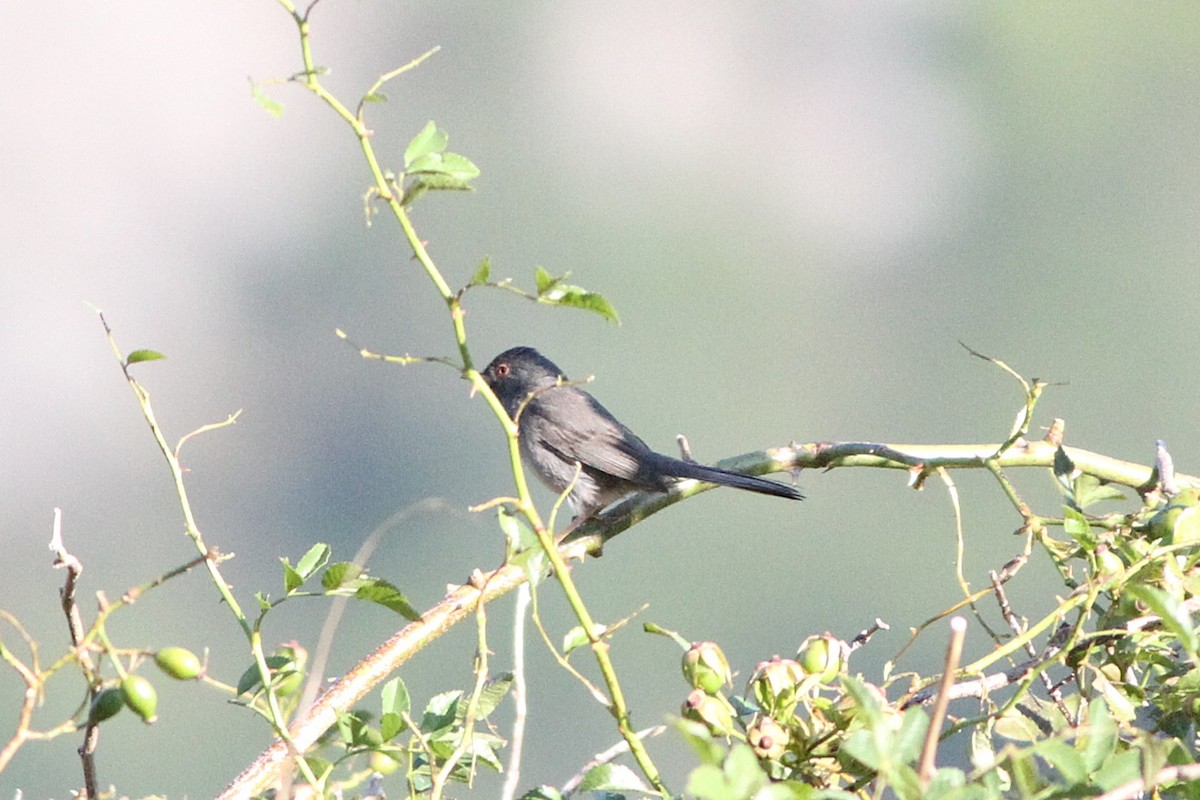 Marmora's Warbler - ML639635393