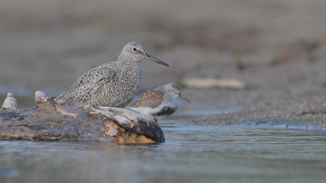 Willet - ML639635580