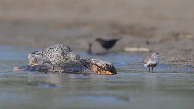 Willet - ML639635581