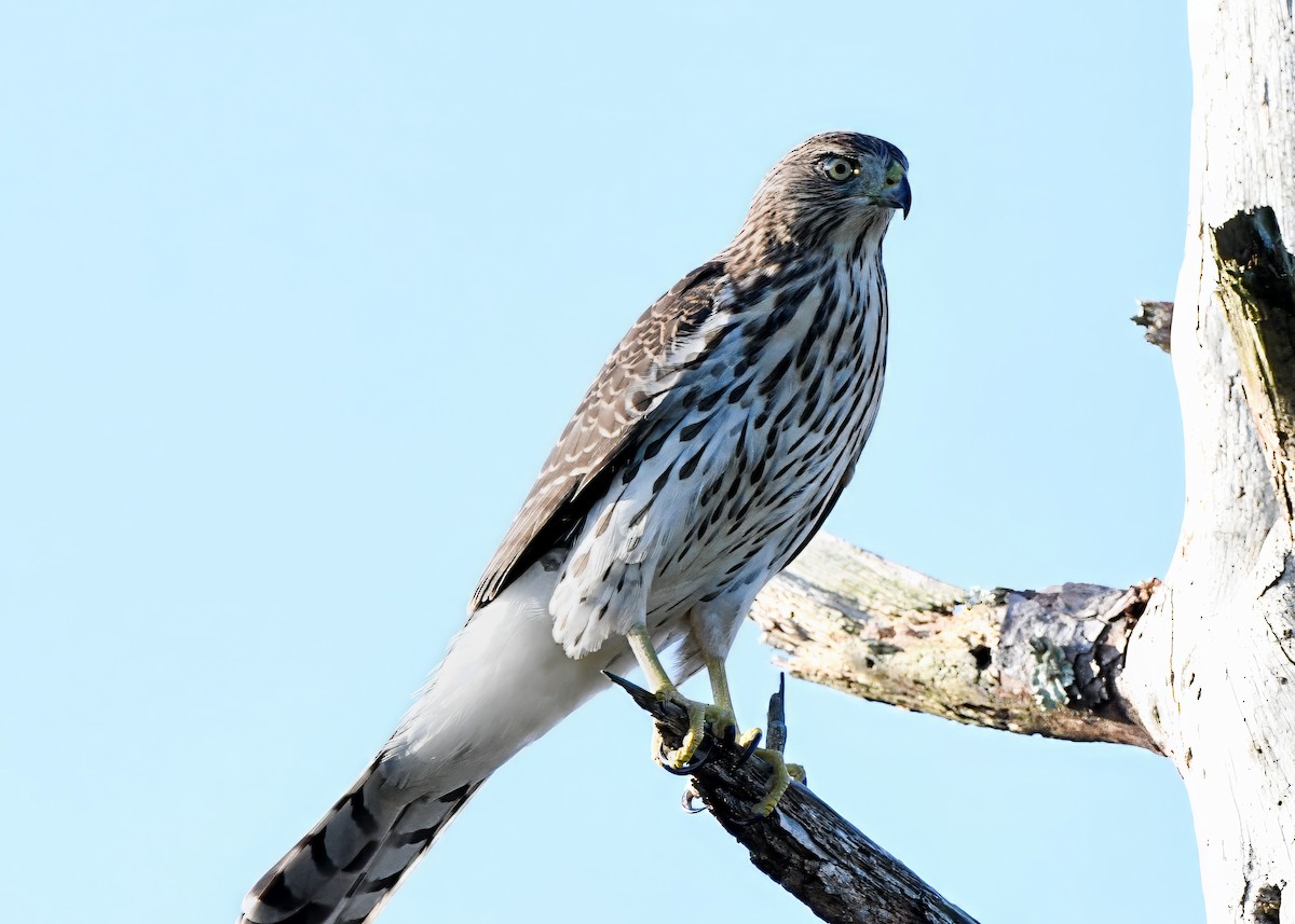 Cooper's Hawk - ML639635585