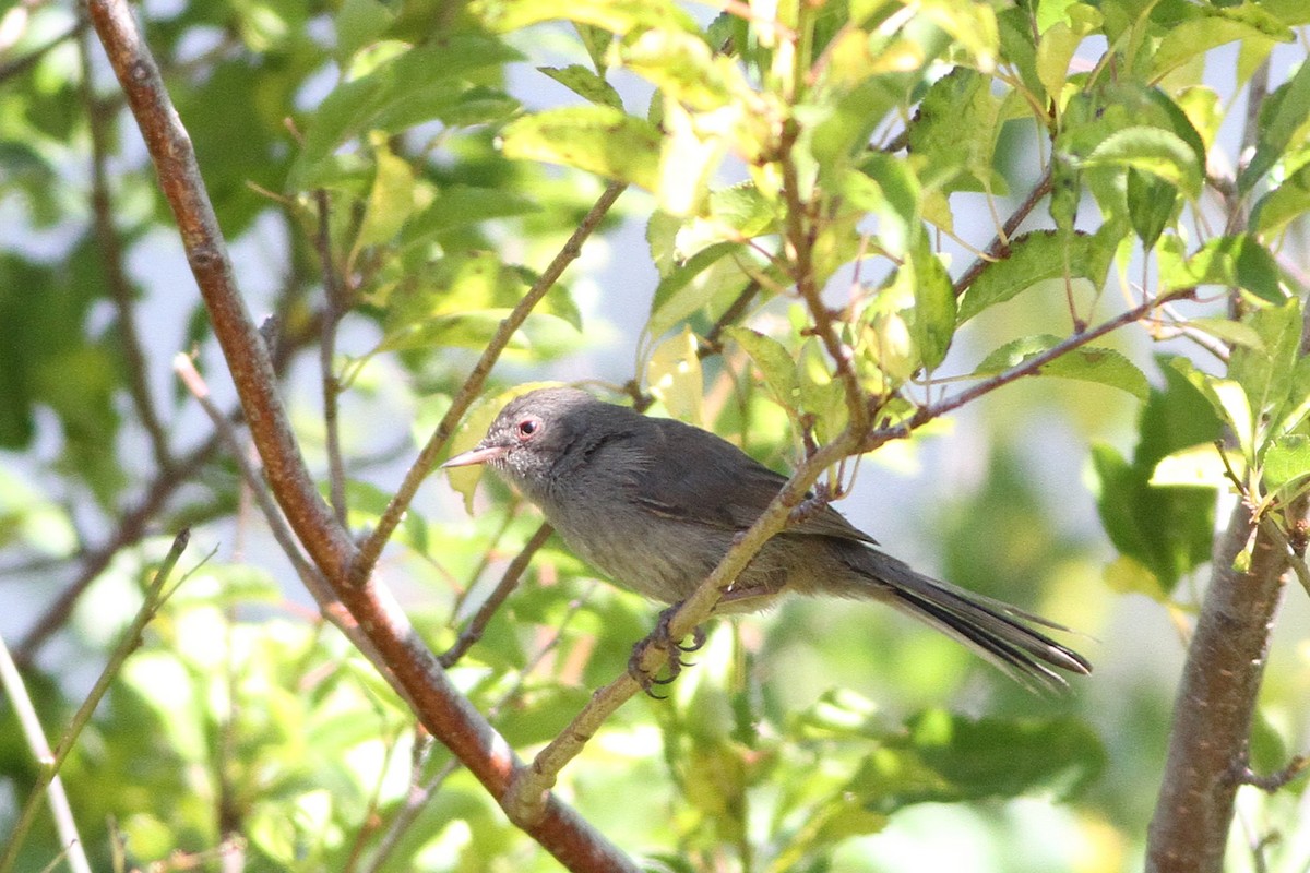 Marmora's Warbler - ML639635588