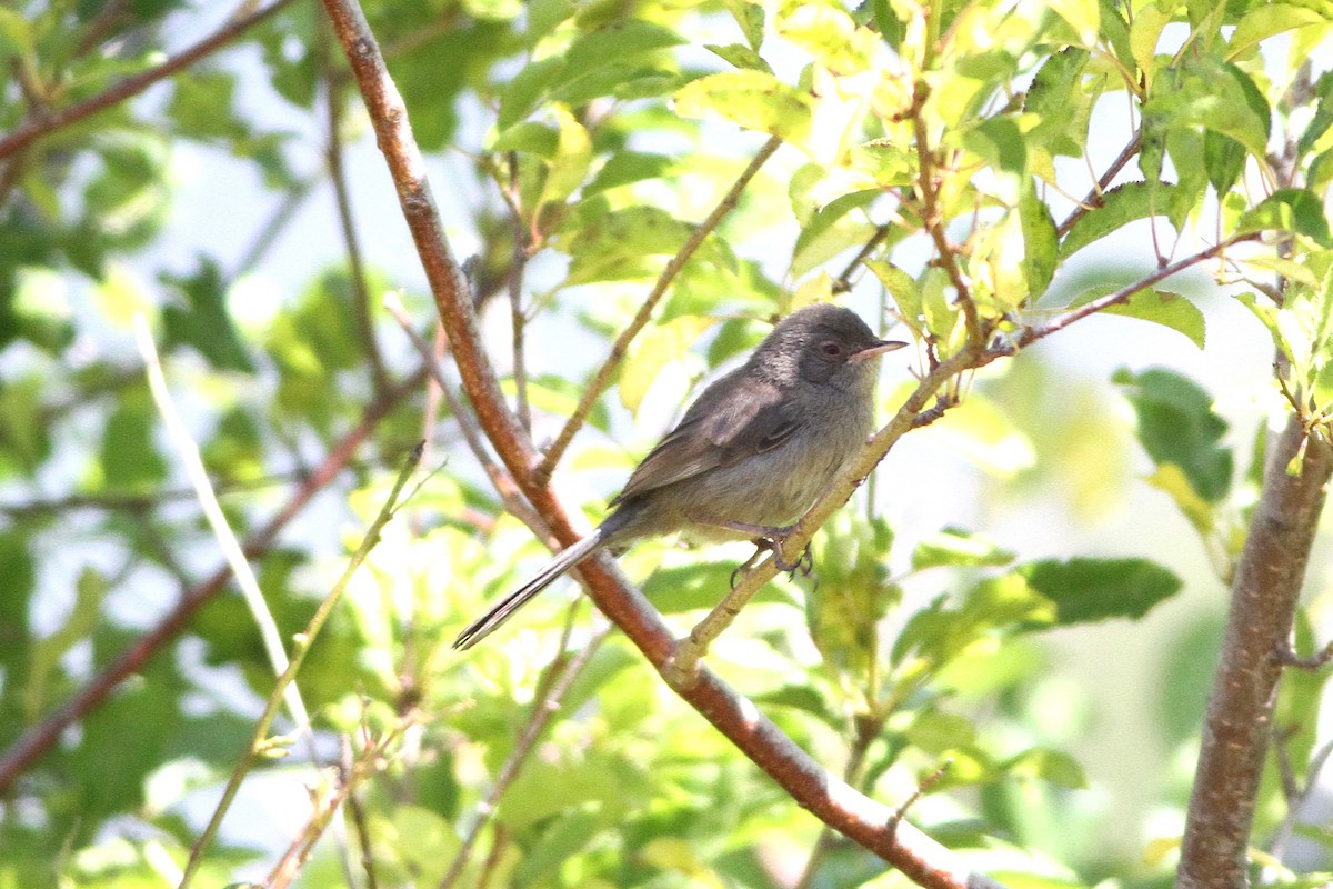 Marmora's Warbler - ML639635589