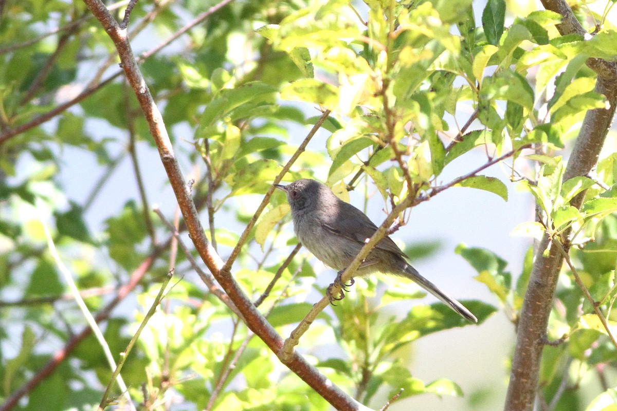 Marmora's Warbler - ML639635590