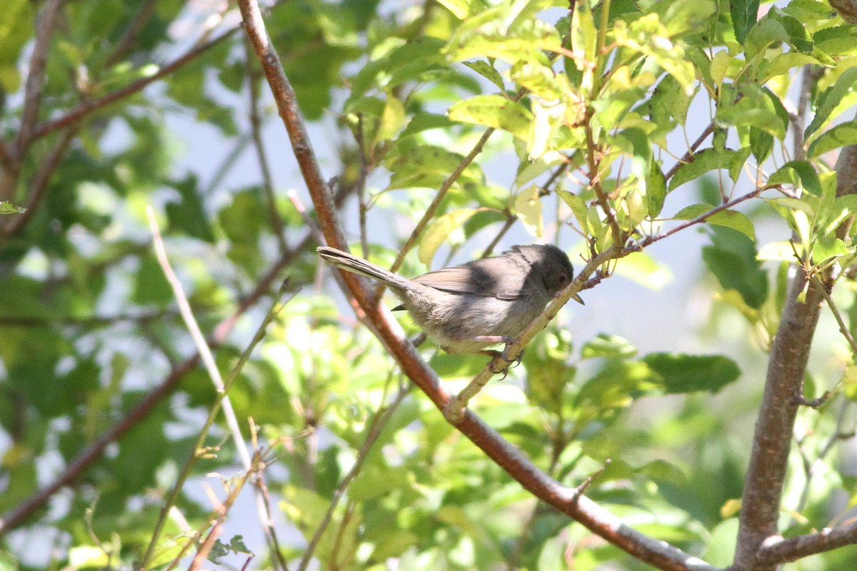 Marmora's Warbler - ML639635591