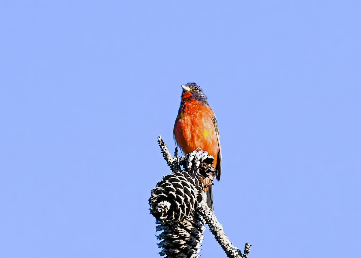 Painted Bunting - ML639635595