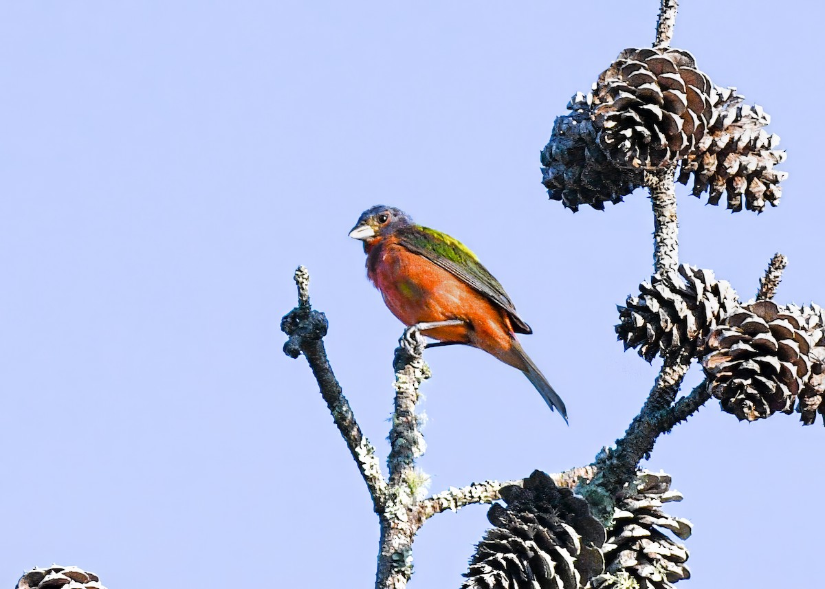 Painted Bunting - ML639635596