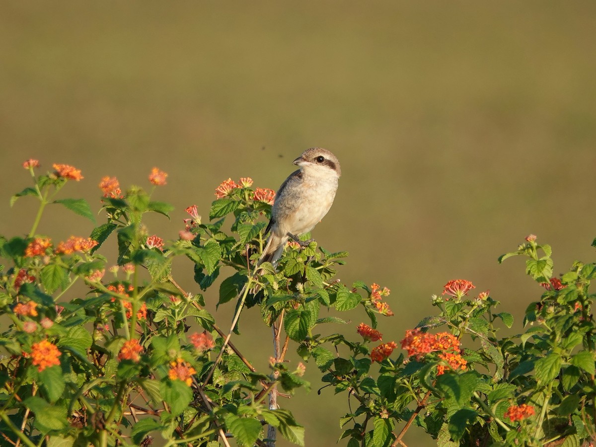Brown Shrike - ML639635598