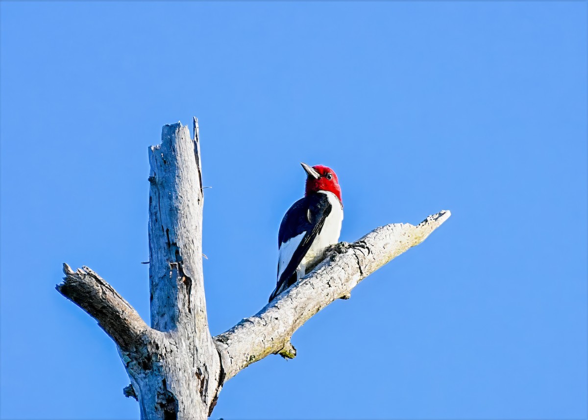 Red-headed Woodpecker - ML639635602