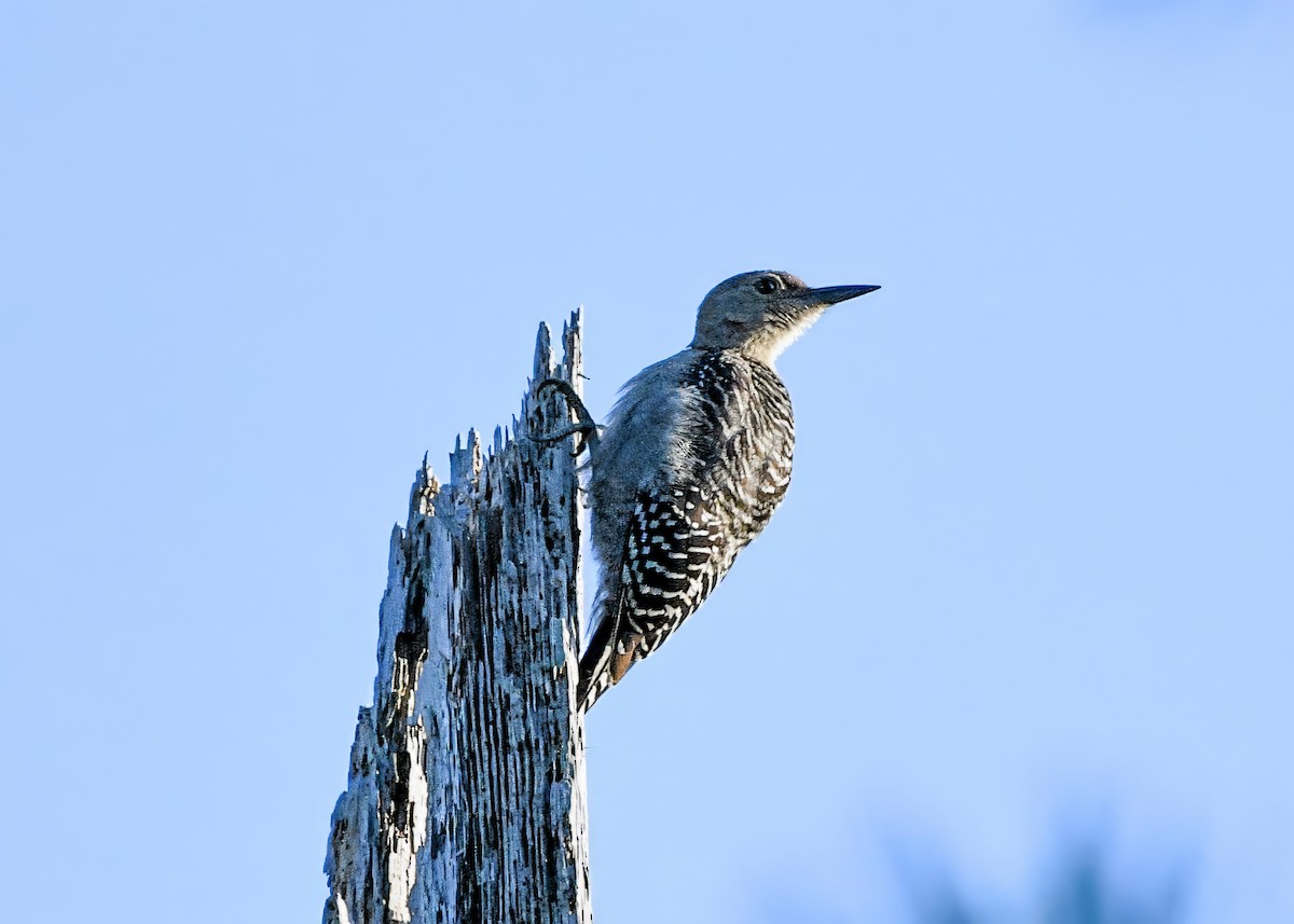 Red-bellied Woodpecker - ML639635605