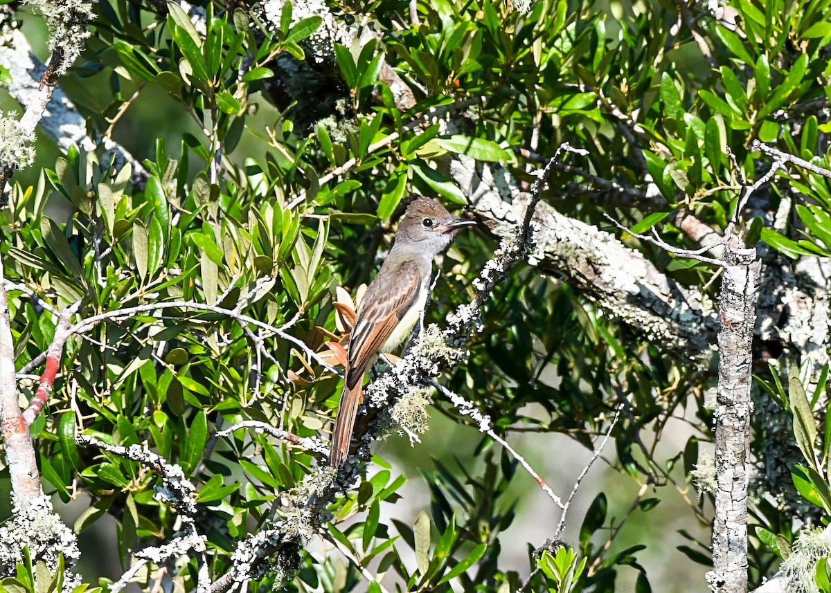 Great Crested Flycatcher - ML639635611