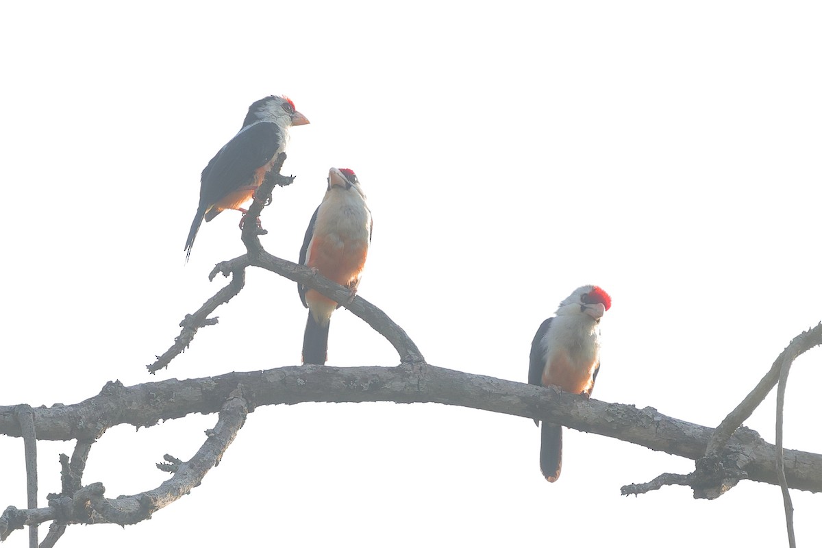 Black-backed Barbet - ML639635622