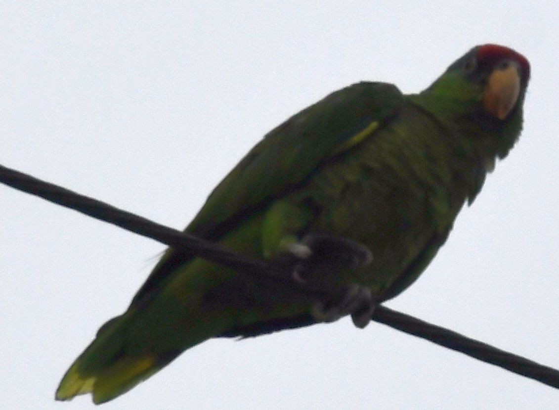 Amazone à joues vertes - ML639635624