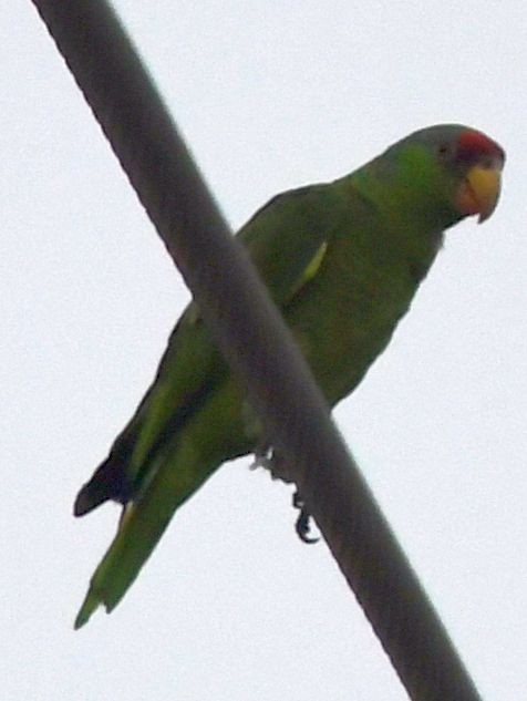Amazone à joues vertes - ML639635625