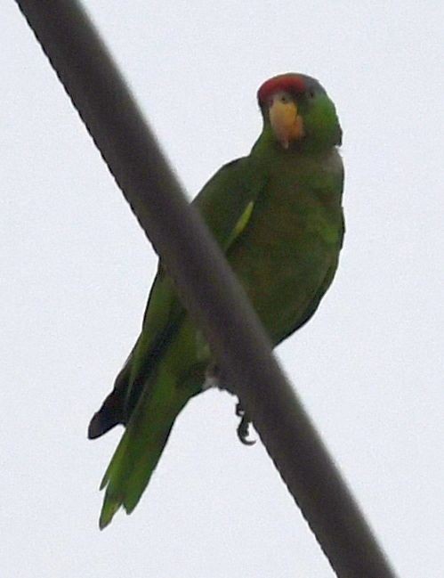 Amazone à joues vertes - ML639635626