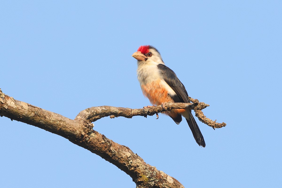 Black-backed Barbet - ML639635628
