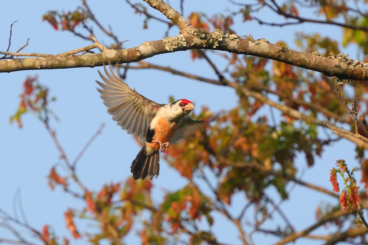 Black-backed Barbet - ML639635634