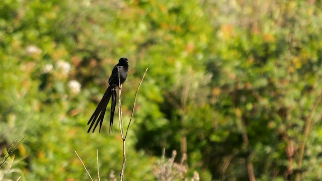 Red-collared Widowbird - ML639635673