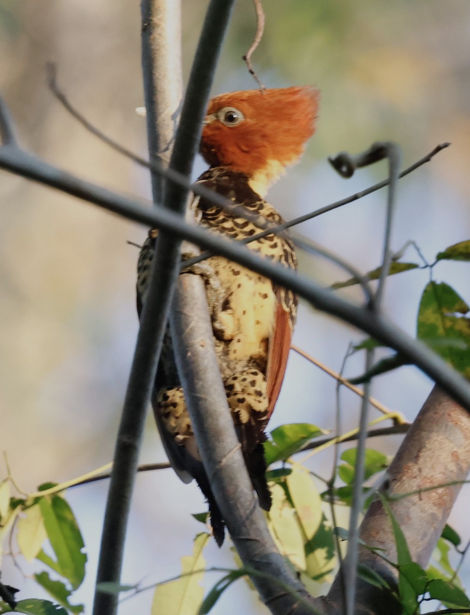 Rufous-headed Woodpecker - ML639635712