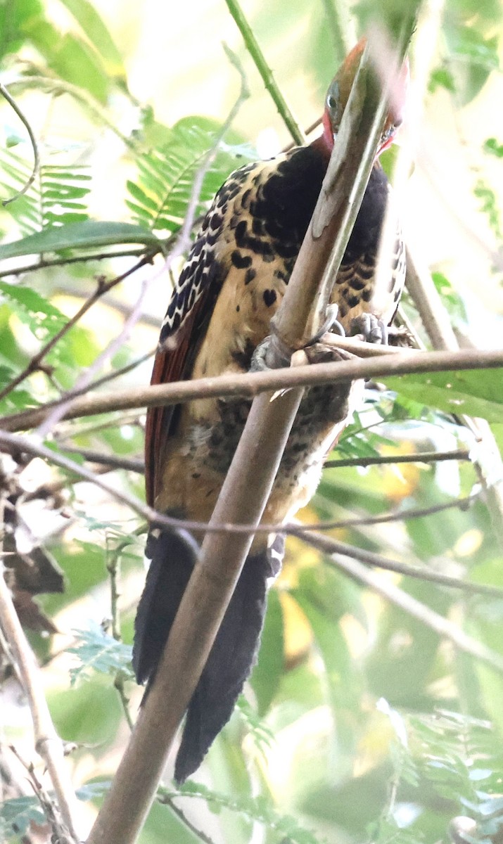 Rufous-headed Woodpecker - ML639635713