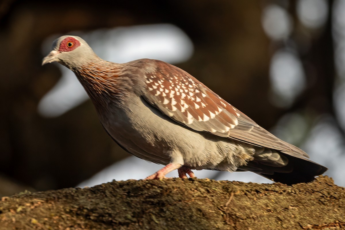 Speckled Pigeon - ML639635728