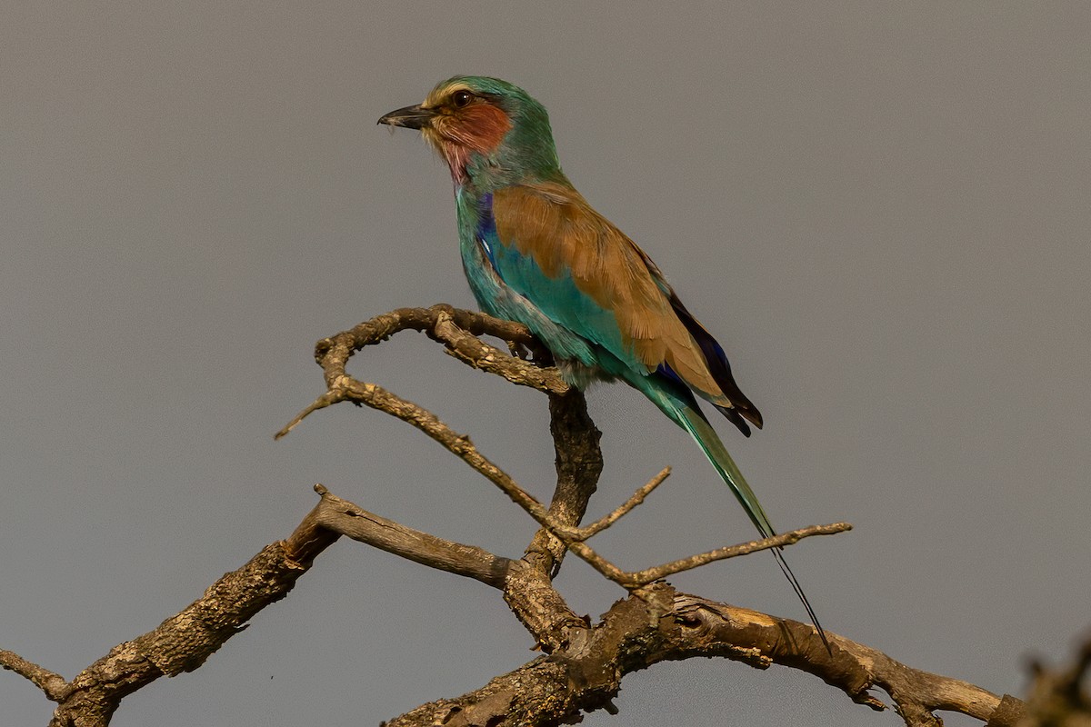 Abyssinian Roller - ML639635731