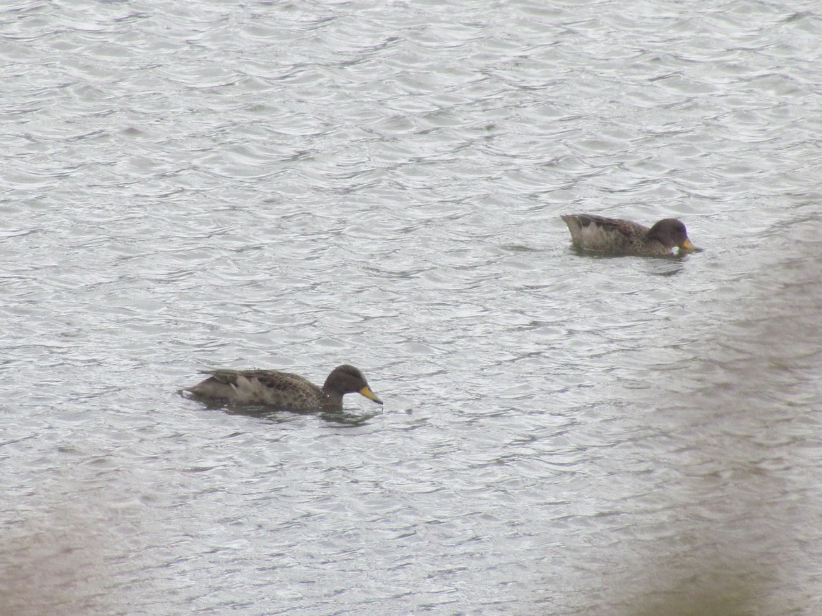 Yellow-billed Teal - ML639635738