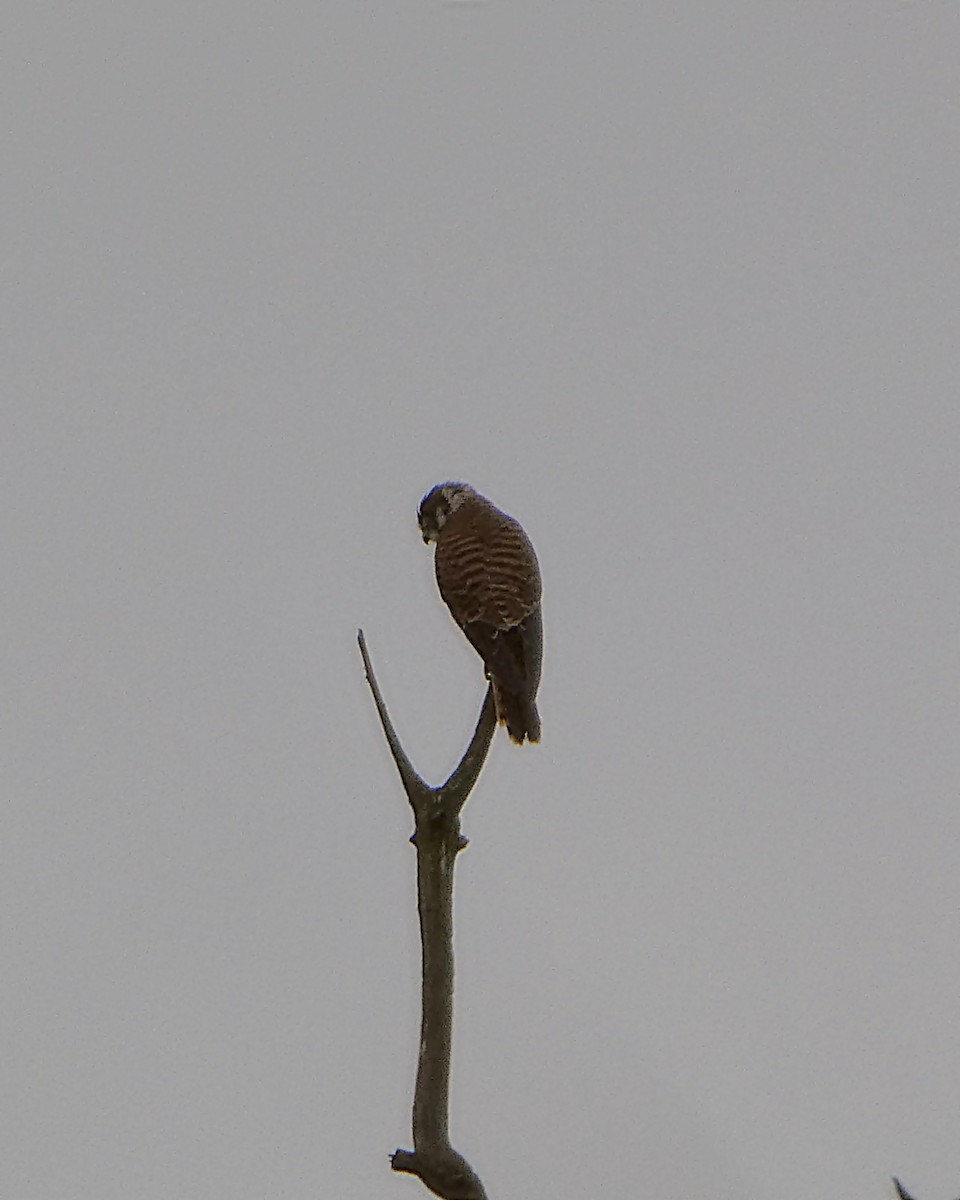 American Kestrel - ML639635740