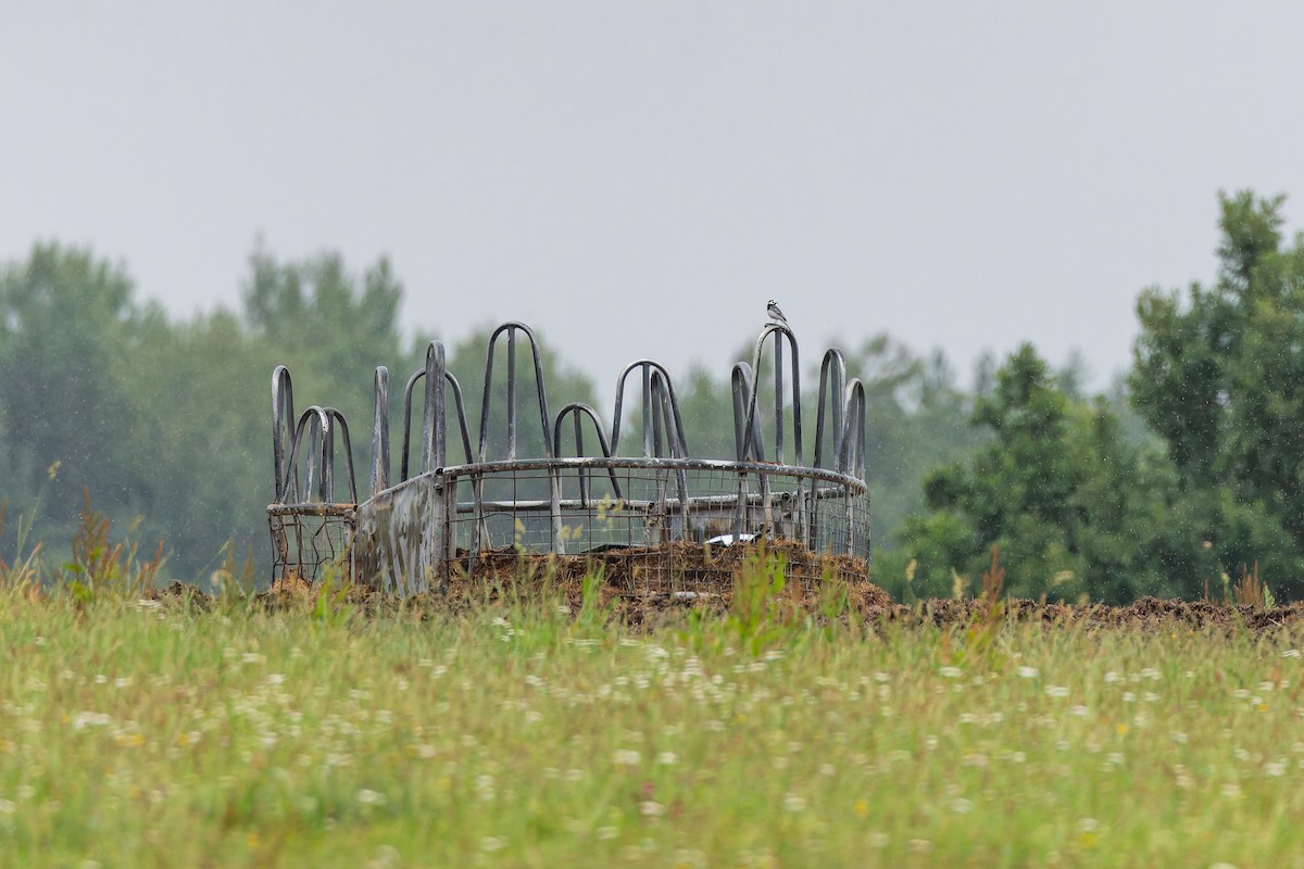 Bachstelze - ML639635751