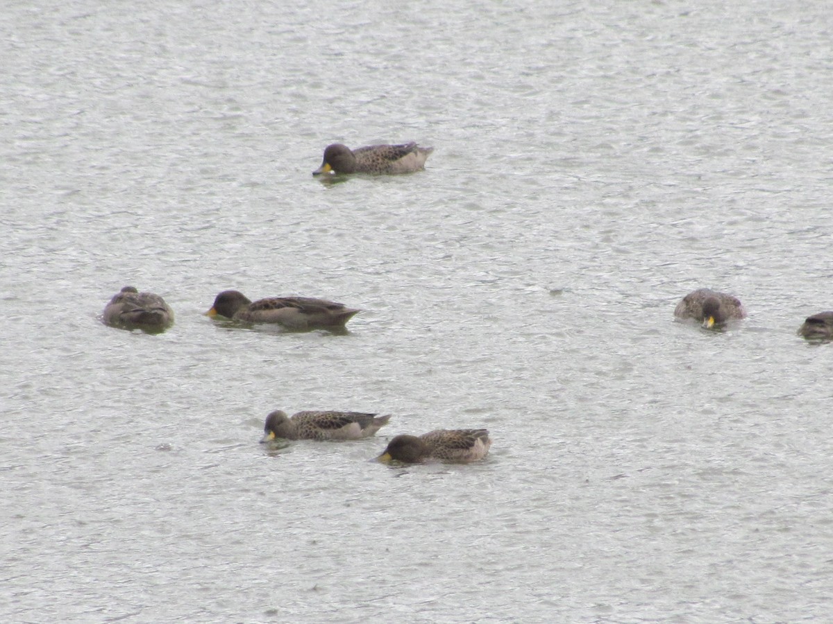 Yellow-billed Teal - ML639635753