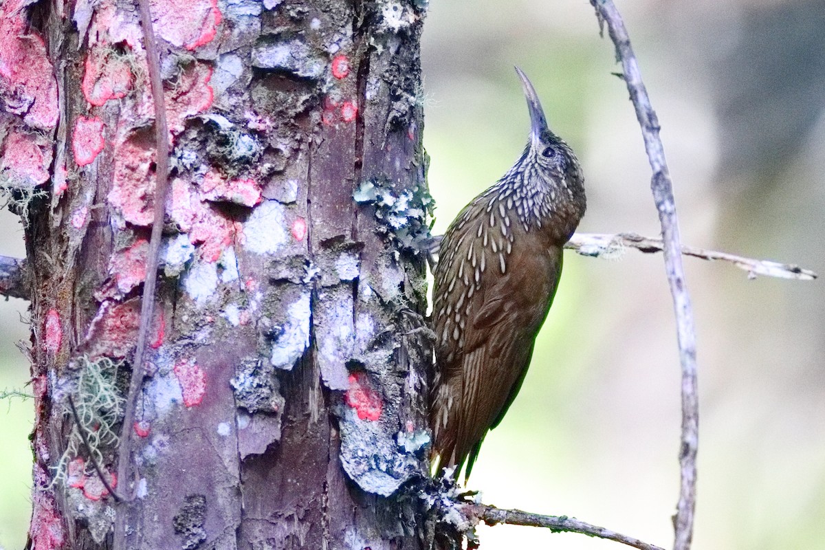 Montane Woodcreeper - ML639635797