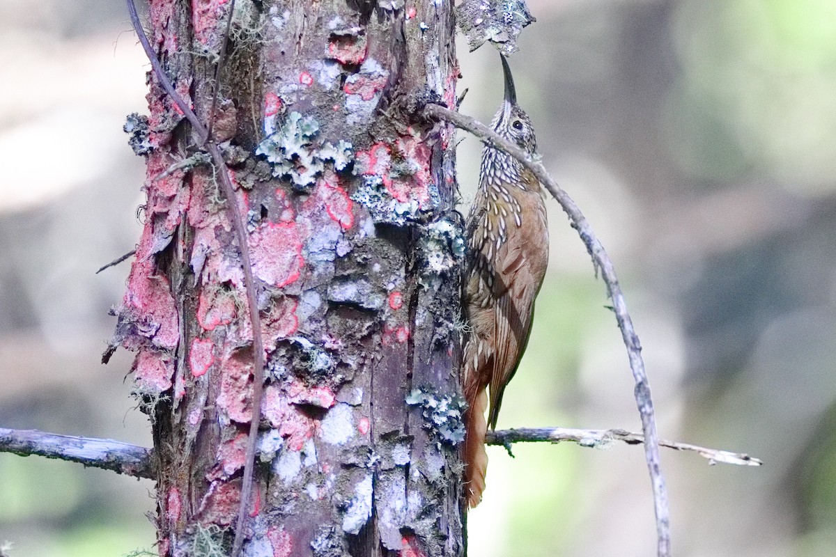 Montane Woodcreeper - ML639635798