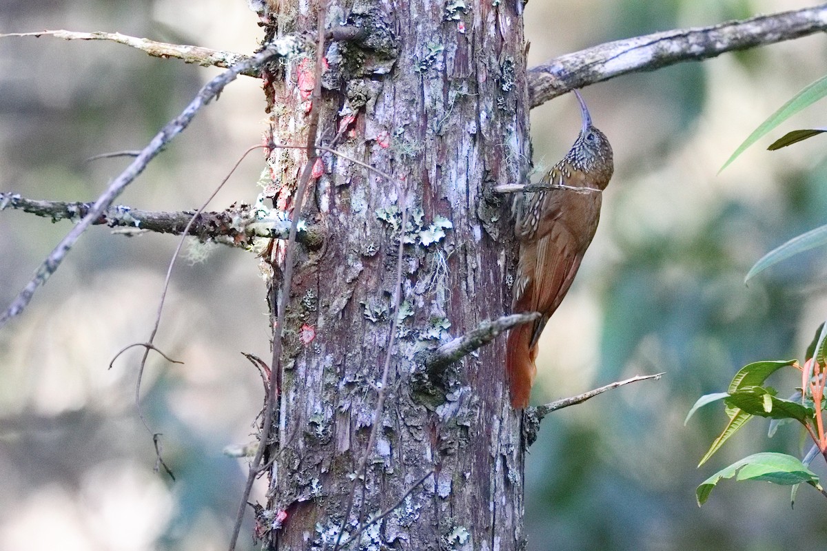 Montane Woodcreeper - ML639635799