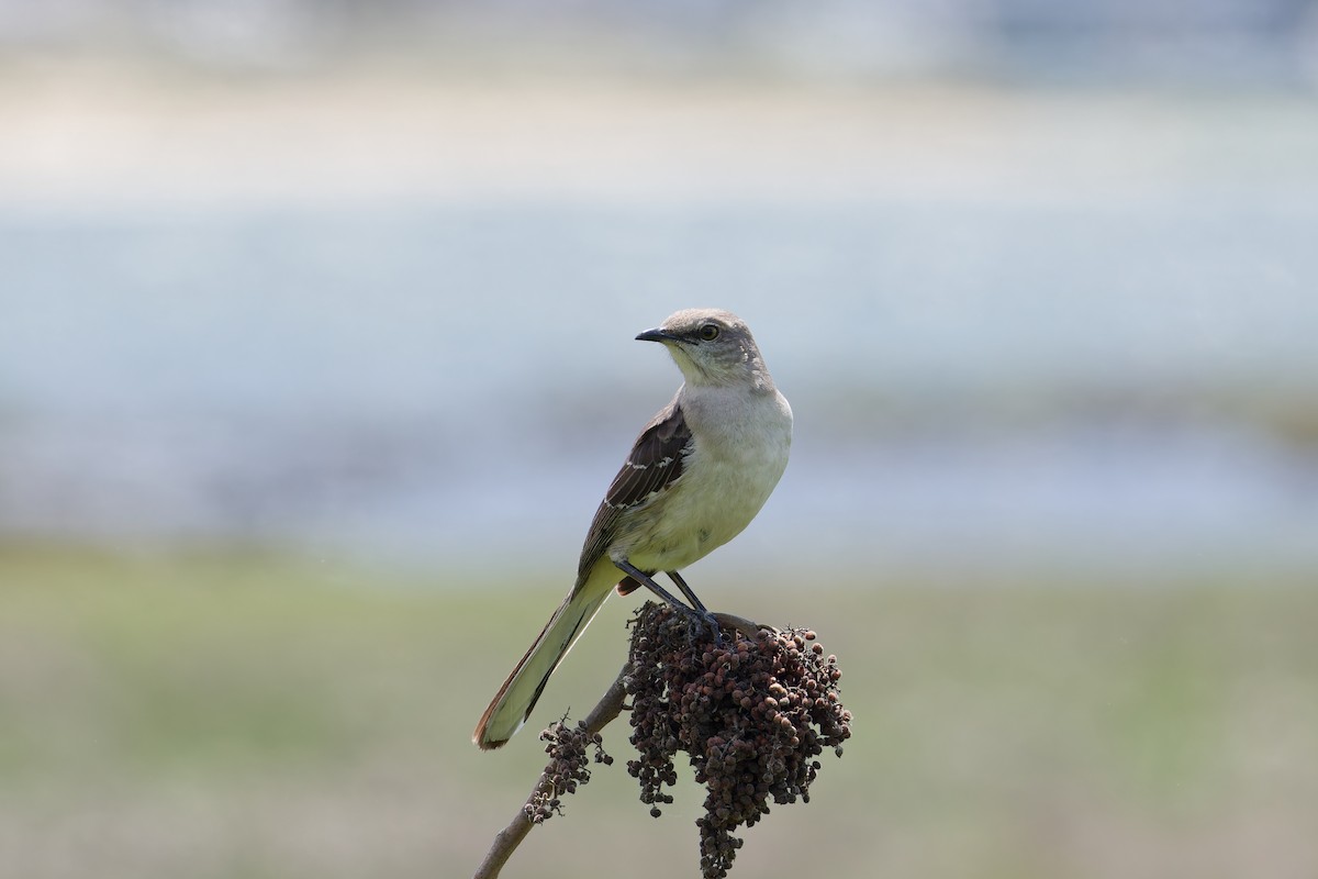 Northern Mockingbird - ML639635800