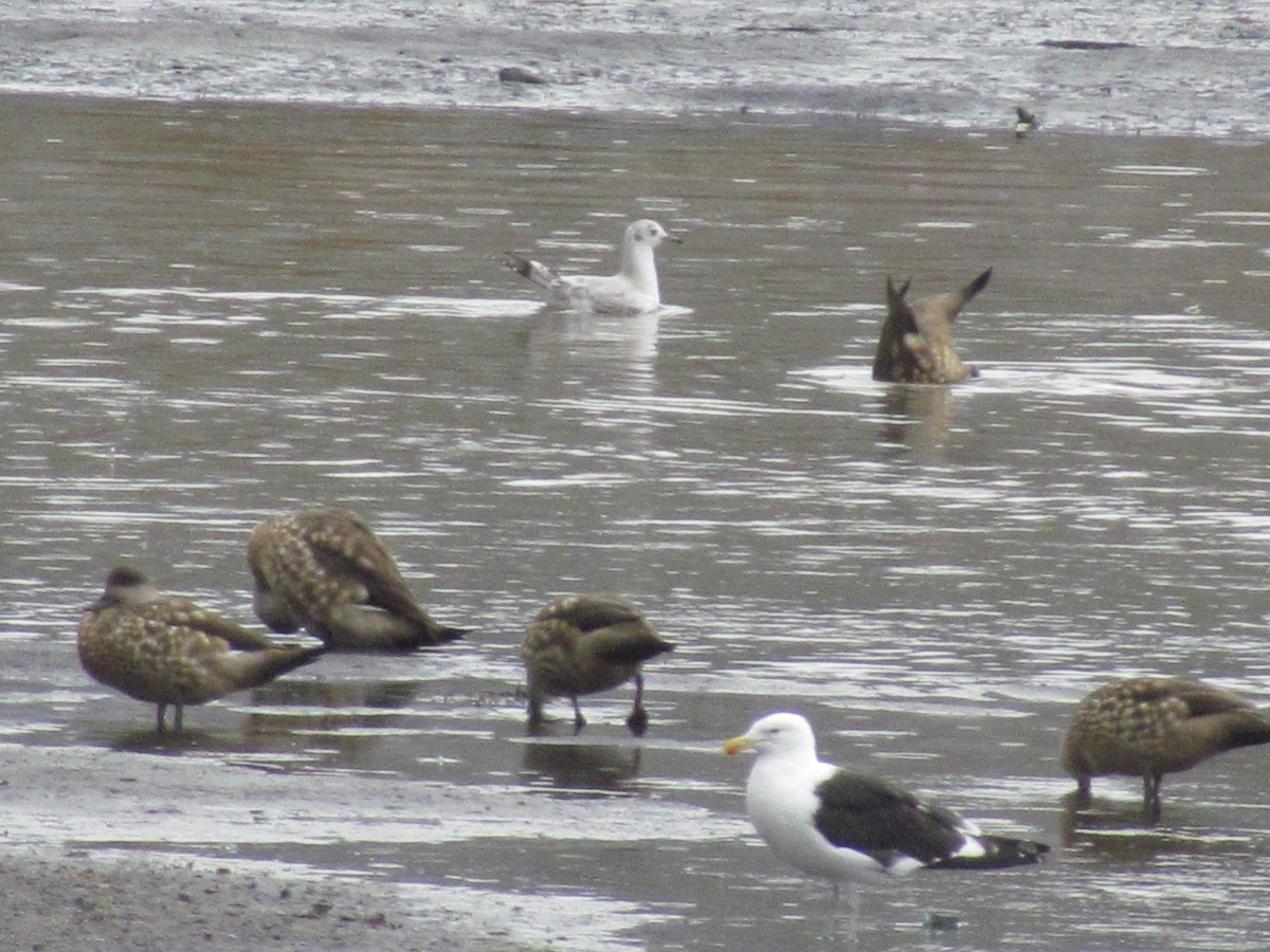 Crested Duck - ML639635819