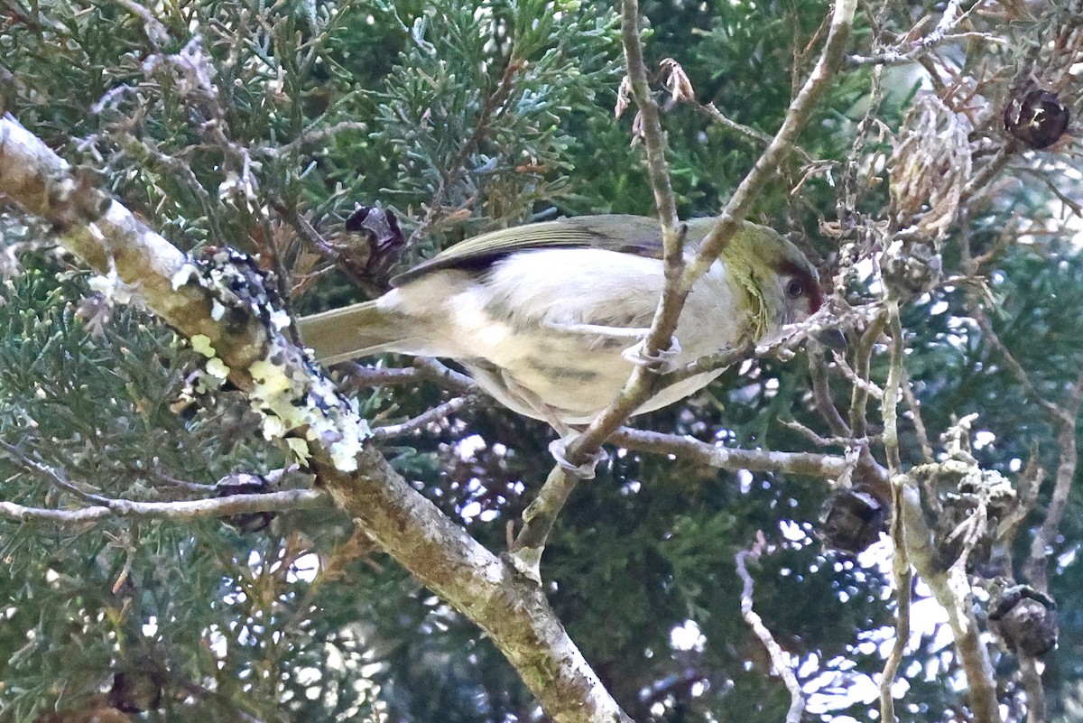 Black-billed Peppershrike - ML639635840