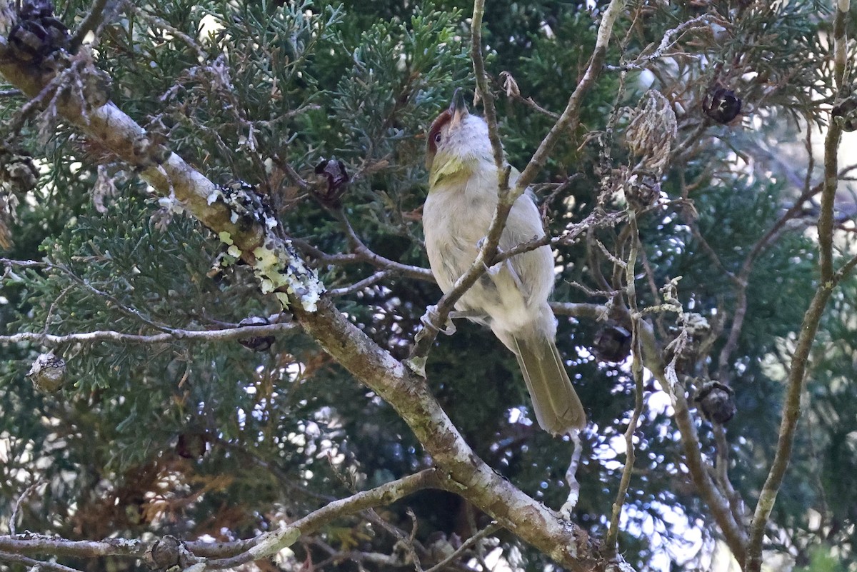 Black-billed Peppershrike - ML639635841