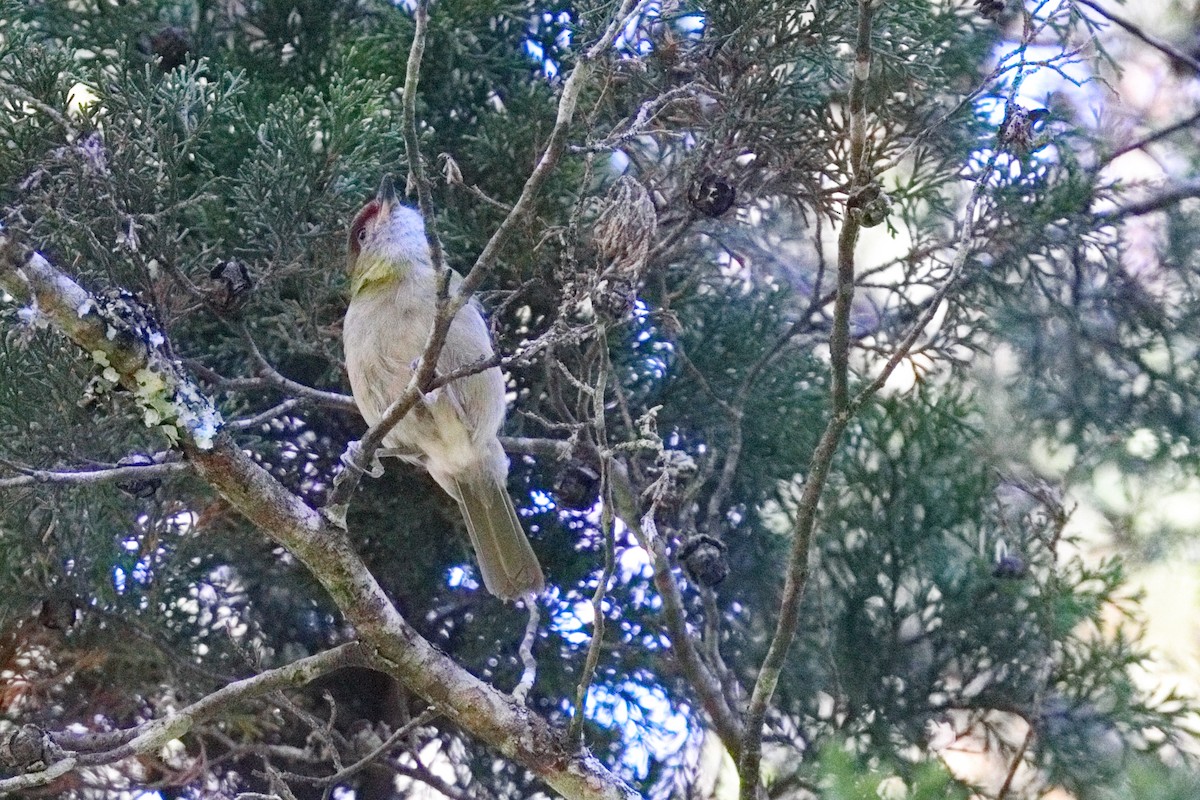 Black-billed Peppershrike - ML639635843